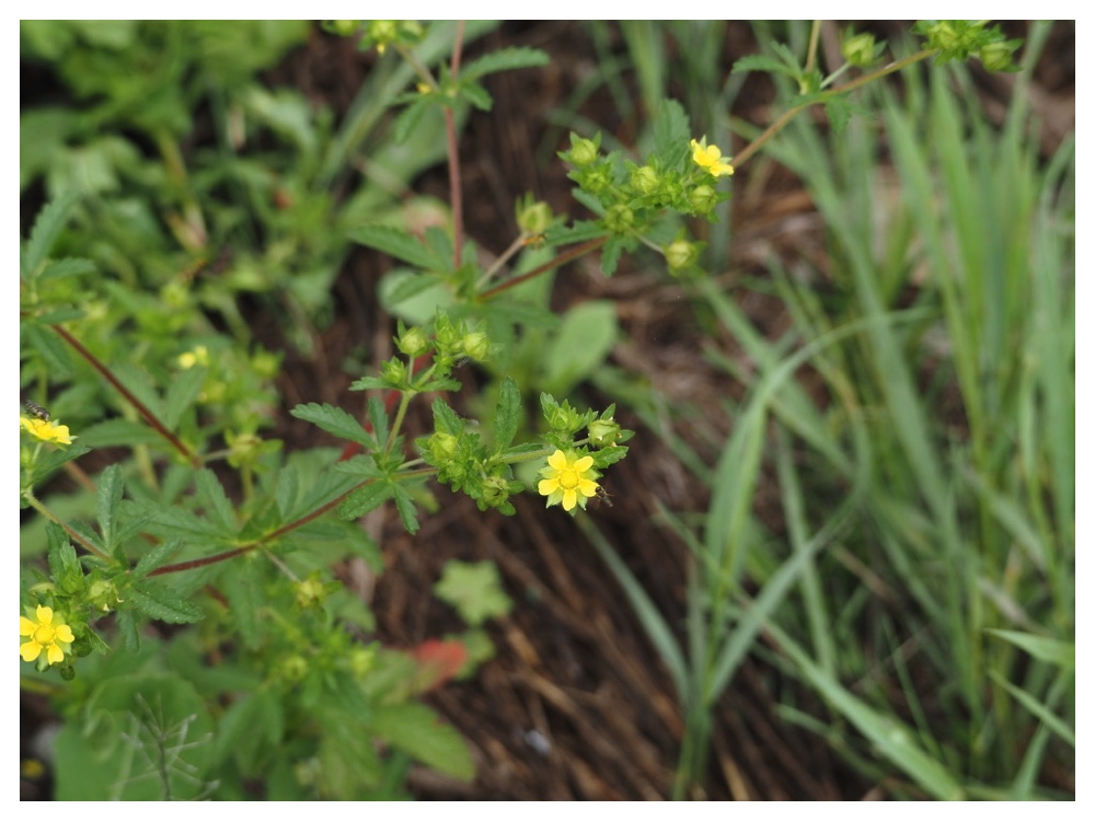 エゾノミツモトソウ