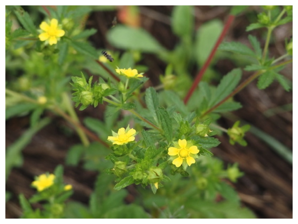 エゾノミツモトソウ