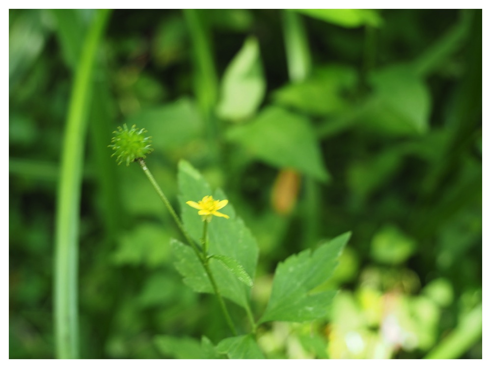 キツネノボタン