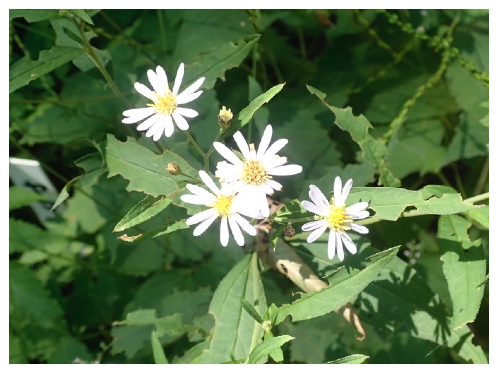 エゾノコンギク