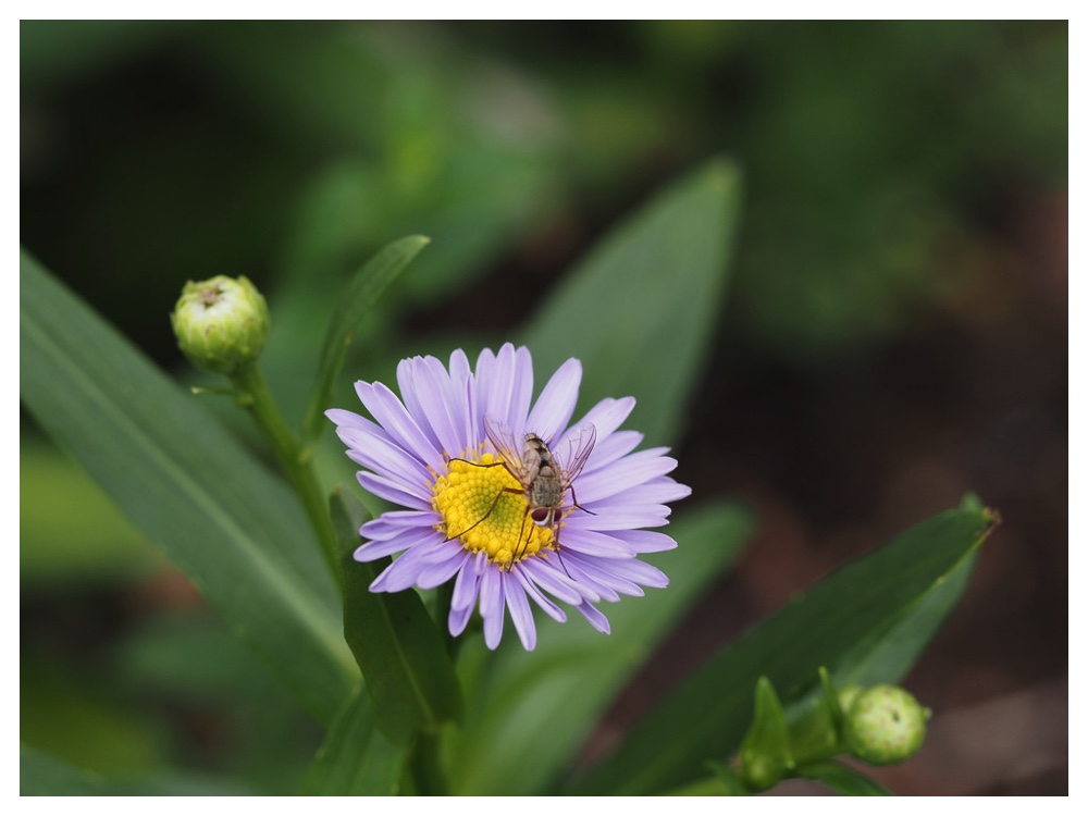 チョウセンヨメナ