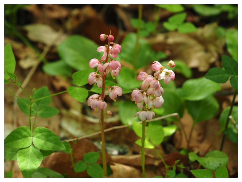 ベニバナイチヤクソウ