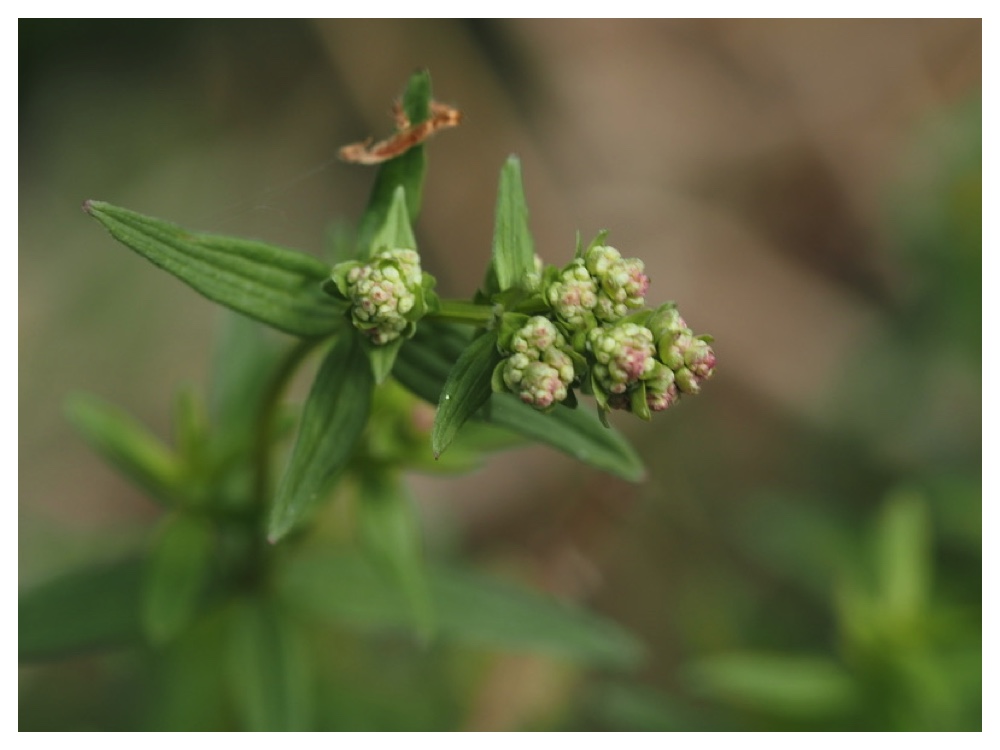 エゾノキヌタソウ