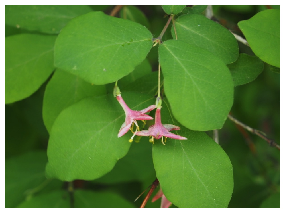 ミヤマウグイスカグラ