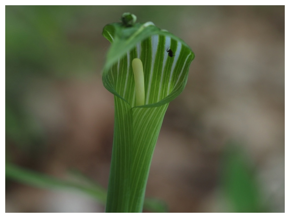 コウライテンナンショウ
