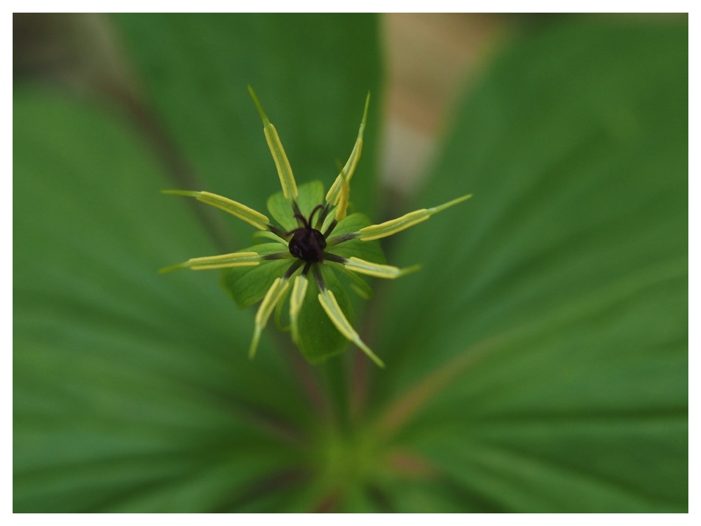 クルマバツクバネソウ