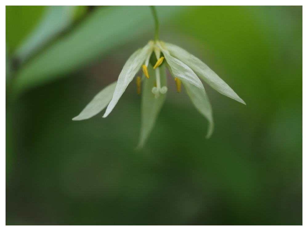 エダウチチゴユリ