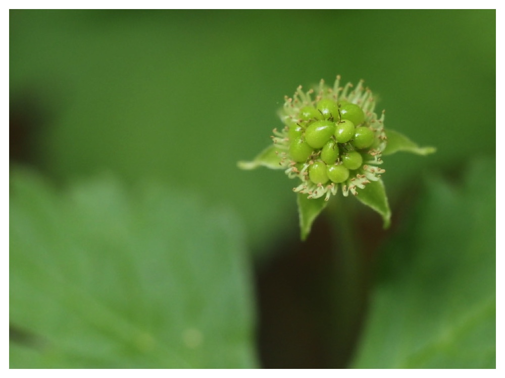 ヒメゴヨウイチゴの実