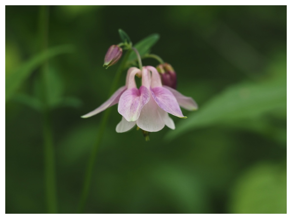 ミヤマオダマキ