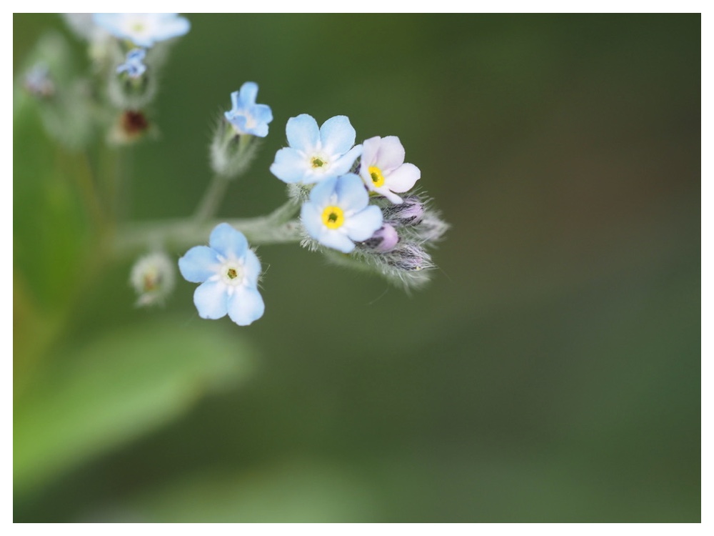 ノハラムラサキ