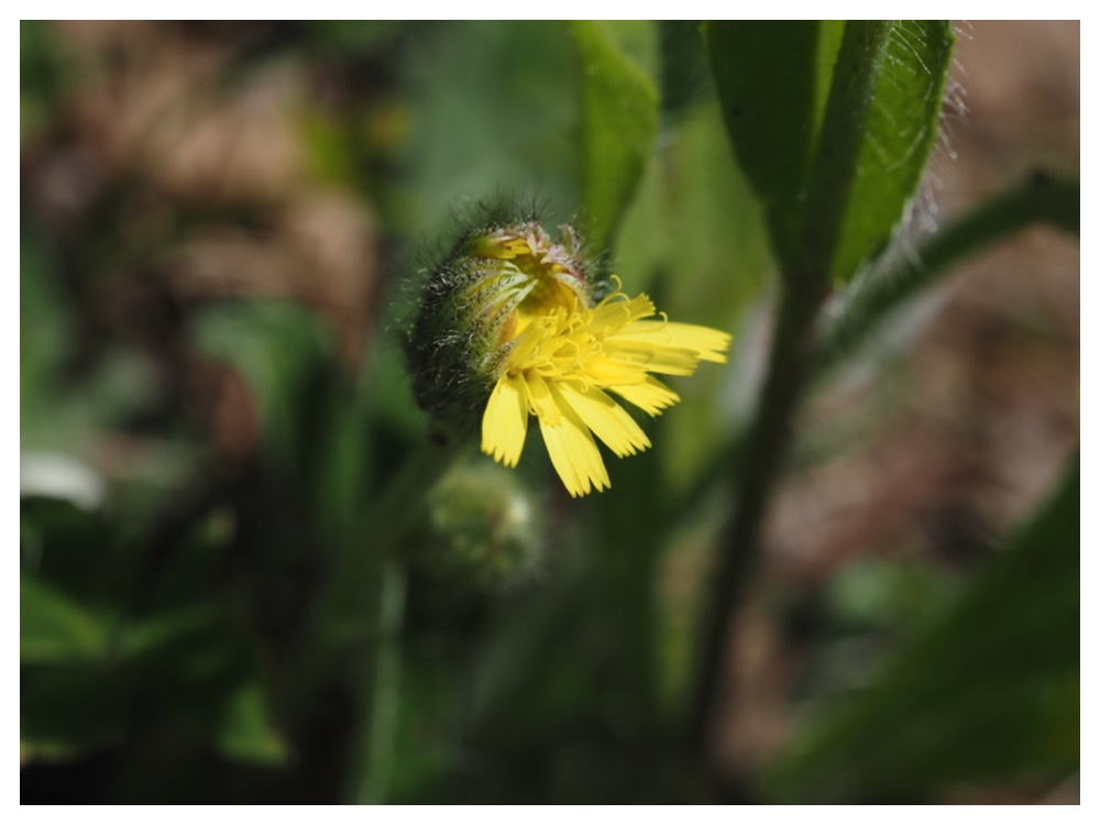 ハイコウリンタンポポ