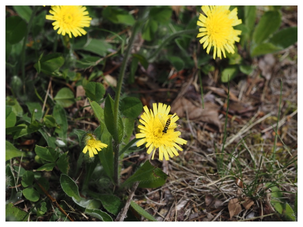 ハイコウリンタンポポ