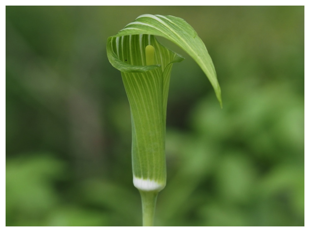 コウライテンナンショウ
