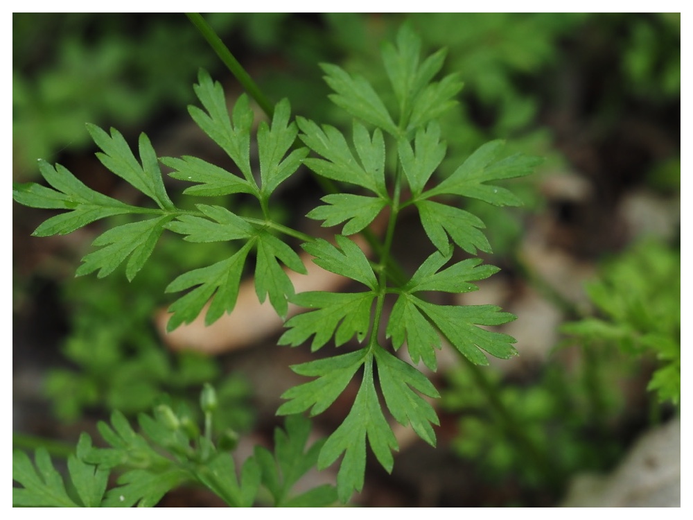 ヤブニンジンの葉