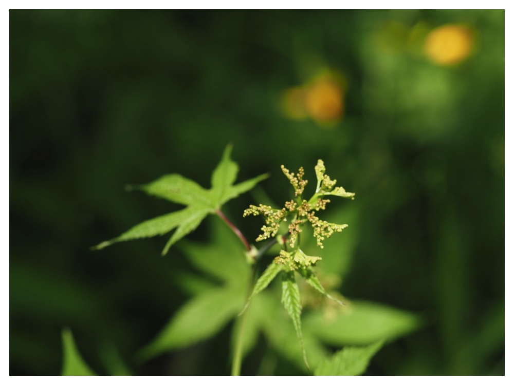 エゾノシモツケソウの蕾