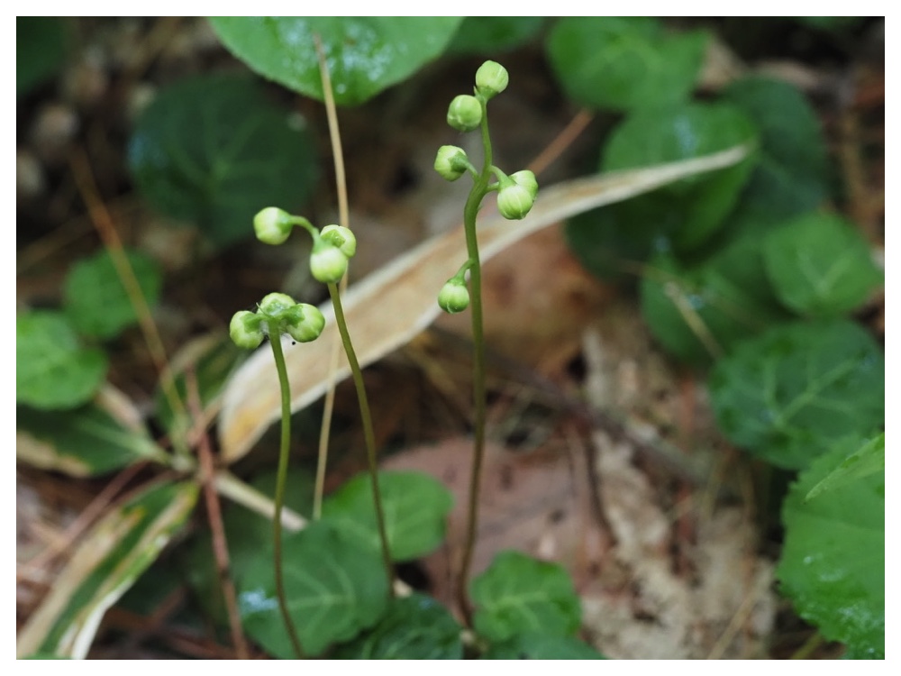 ジンヨウイチヤクソウ