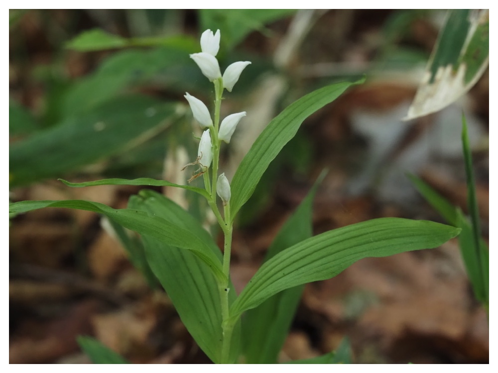 ササバギンラン