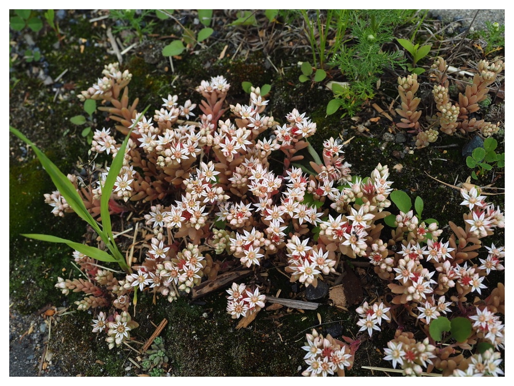 ウスユキマンネングサ