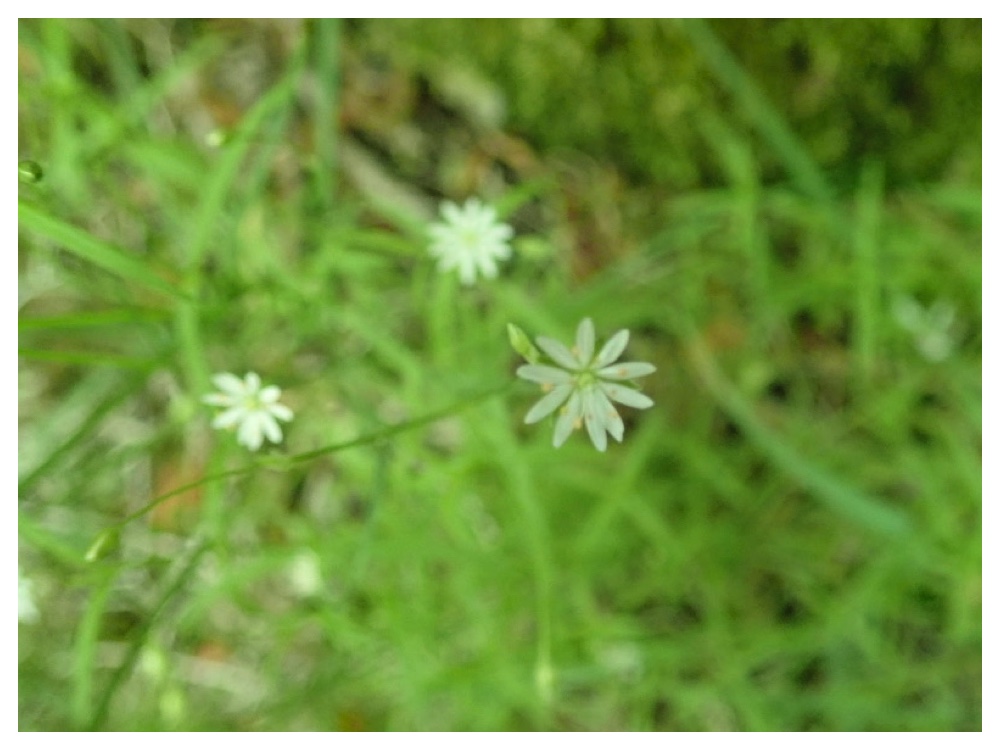 ナガバツメクサ