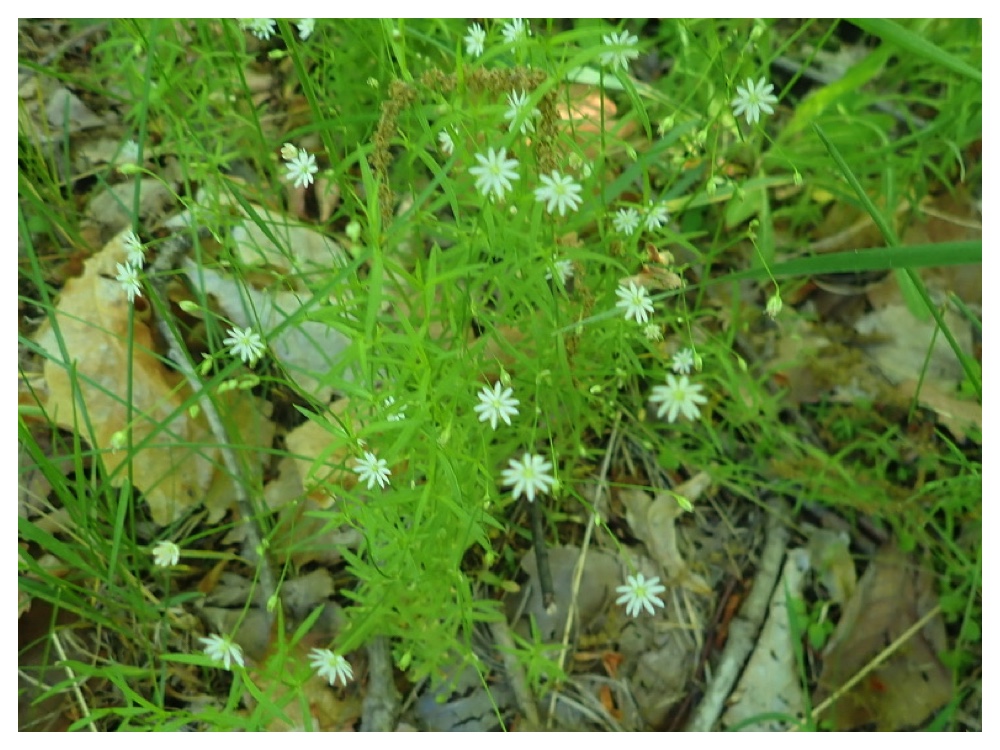 ナガバツメクサ