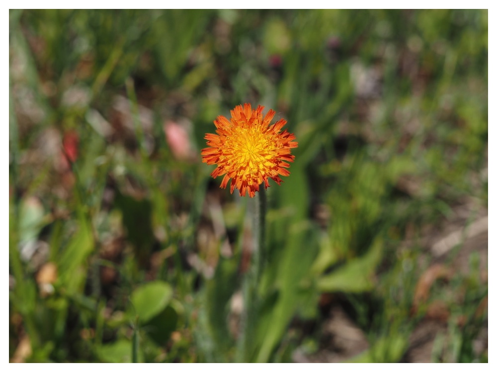 コウリンタンポポ