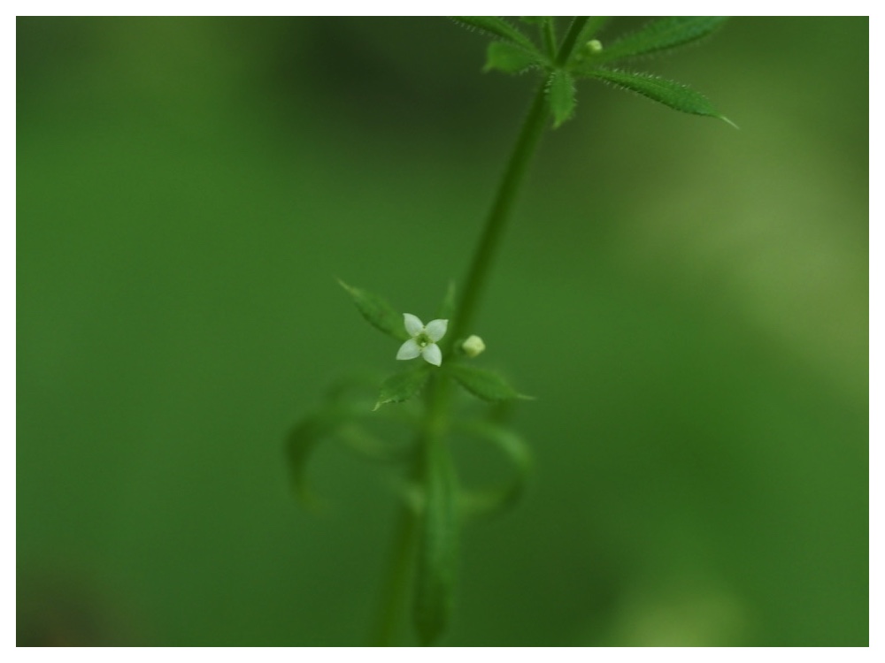 オオバノヤエムグラ