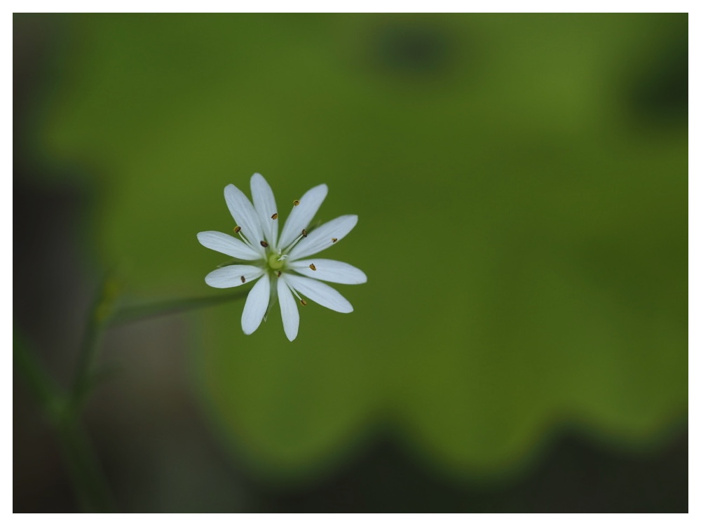 ナガバツメクサ