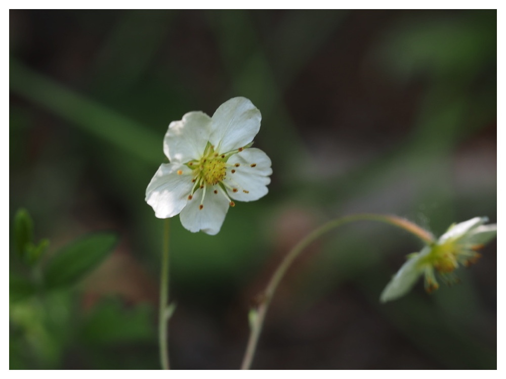 シロバナノヘビイチゴ