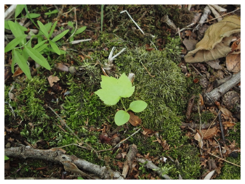 ハリギリの芽生え