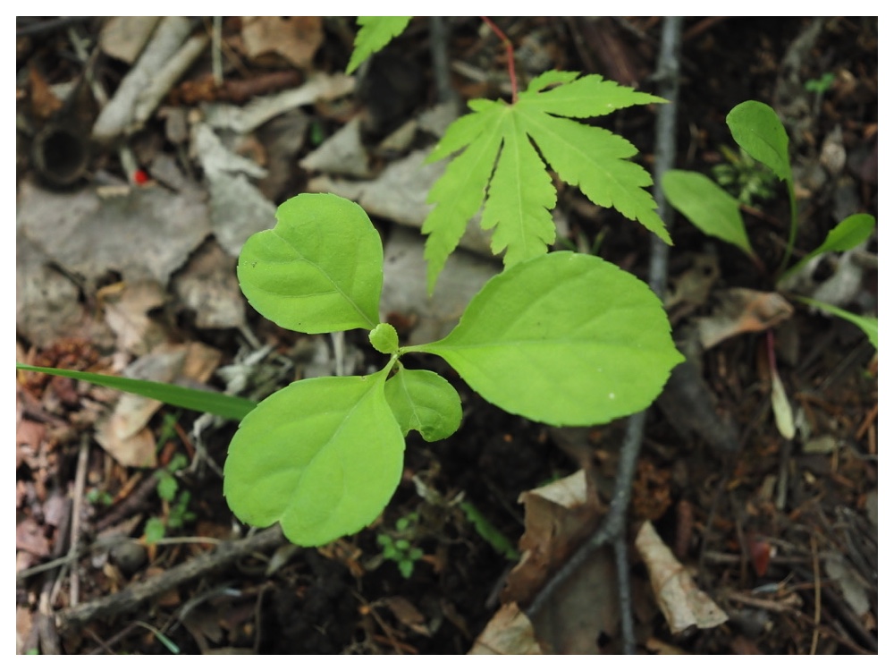 ツルウメモドキの芽生え