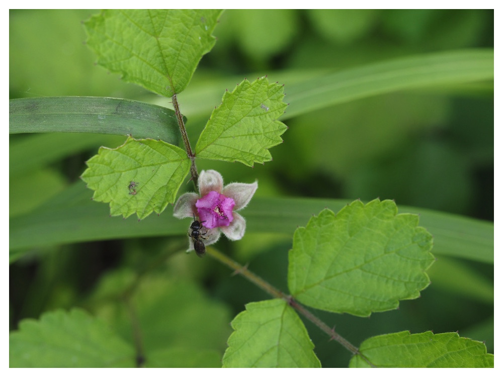 ナワシロイチゴ