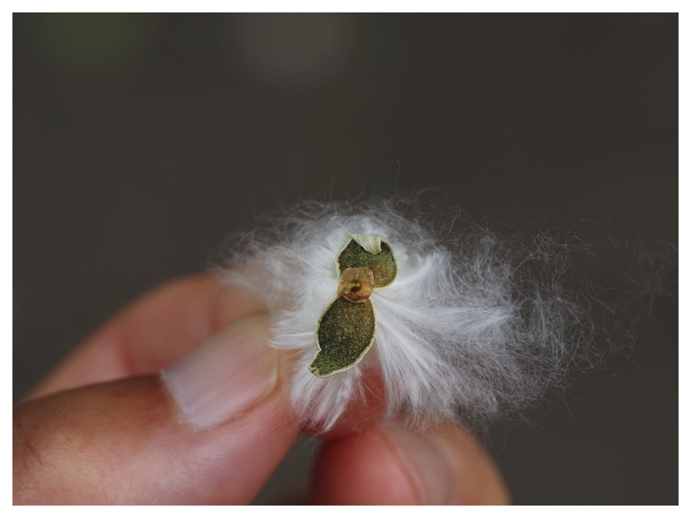 ヤマナラシの実