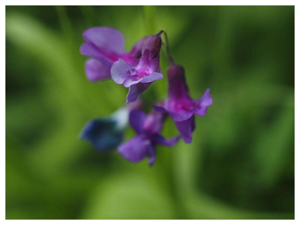 エゾノレンリソウ