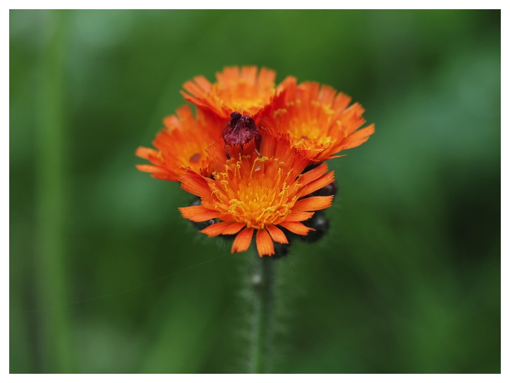 コウリンタンポポ