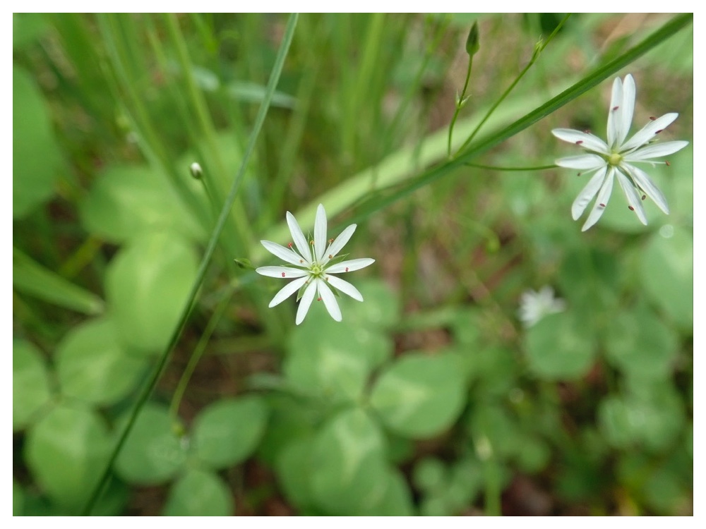 ナガバツメクサ