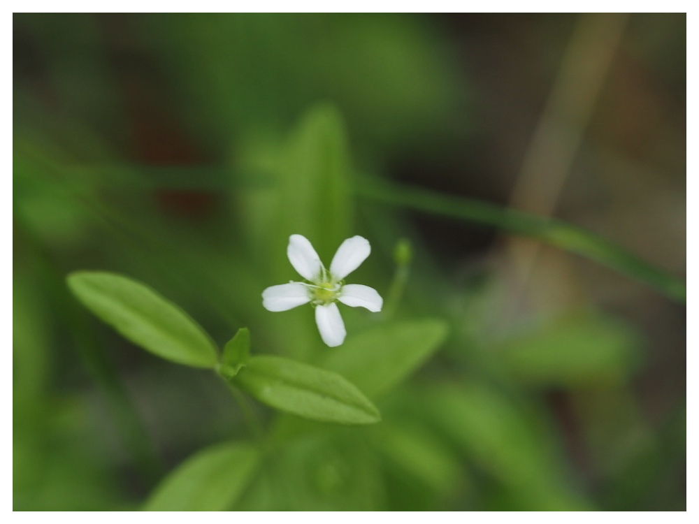 オオヤマフスマ