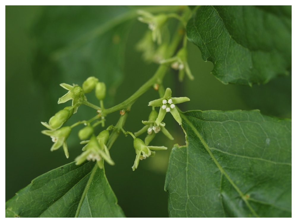 ツルウメモドキの花