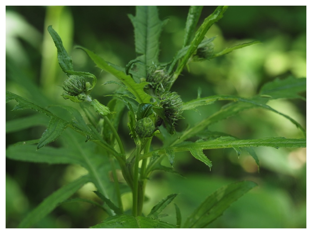 エゾノサワアザミ