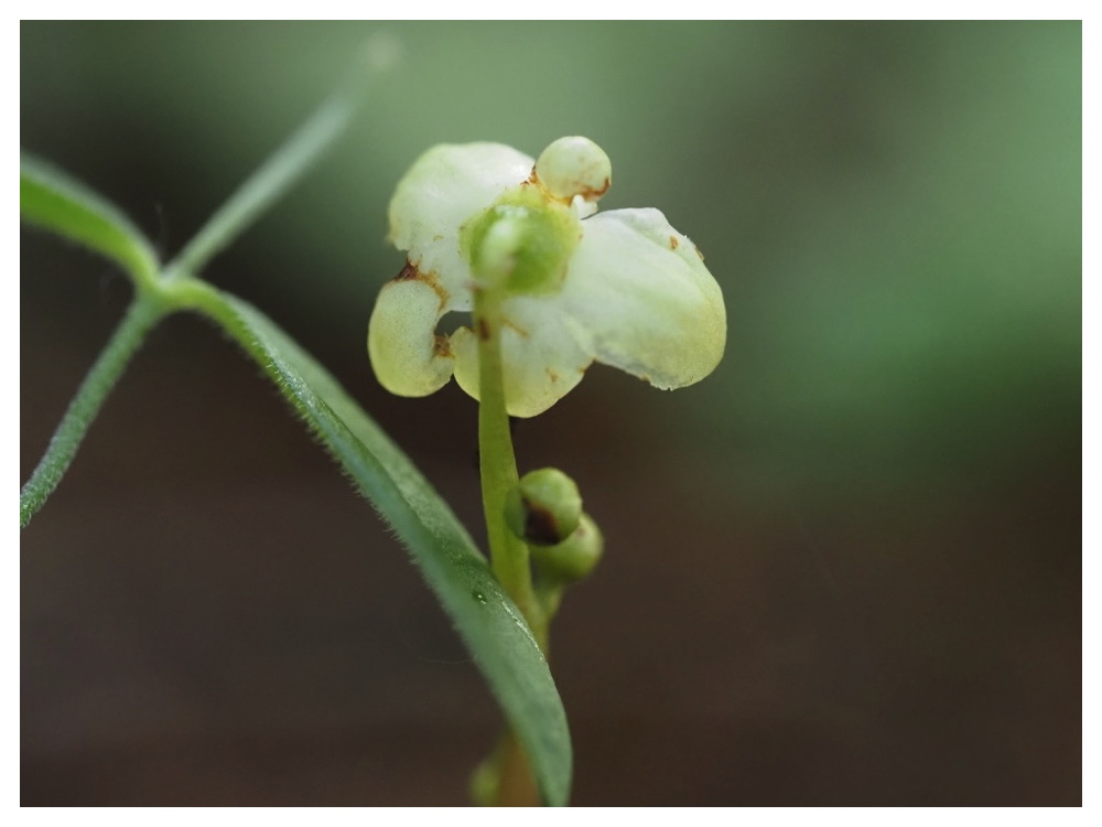 ジンヨウイチヤクソウ
