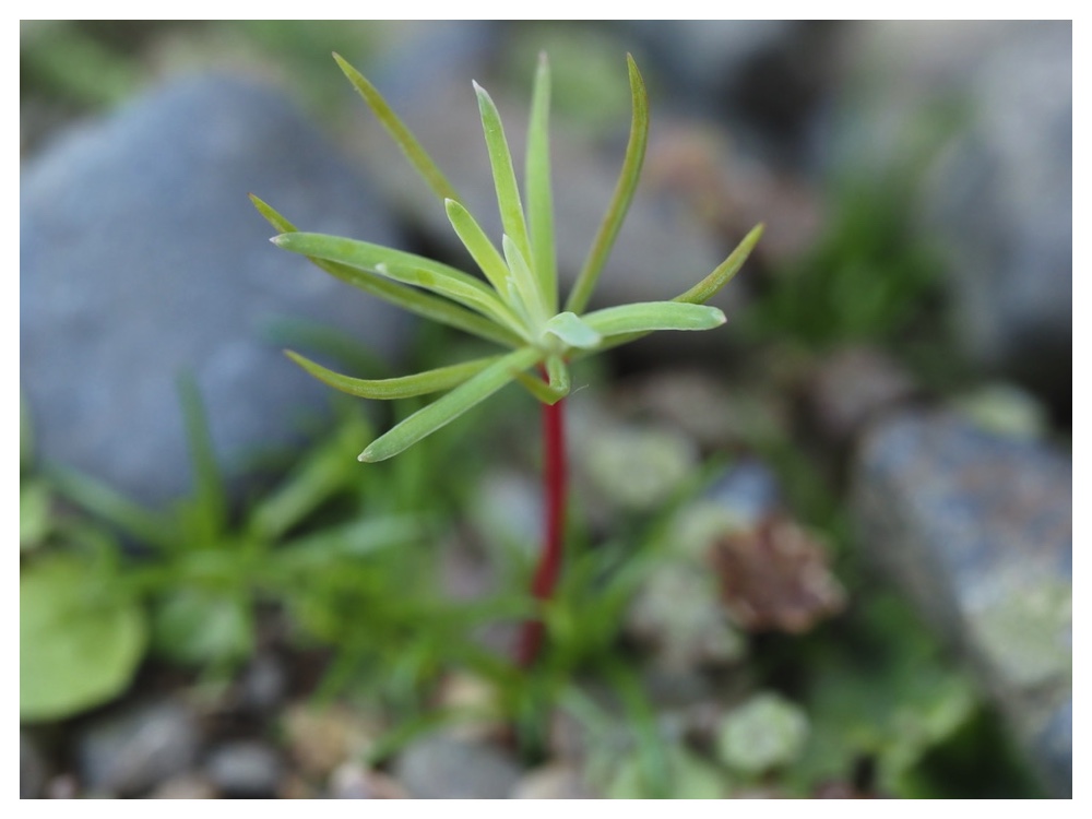 カラマツの芽生え
