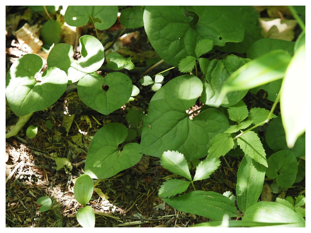 オクエゾサイシン