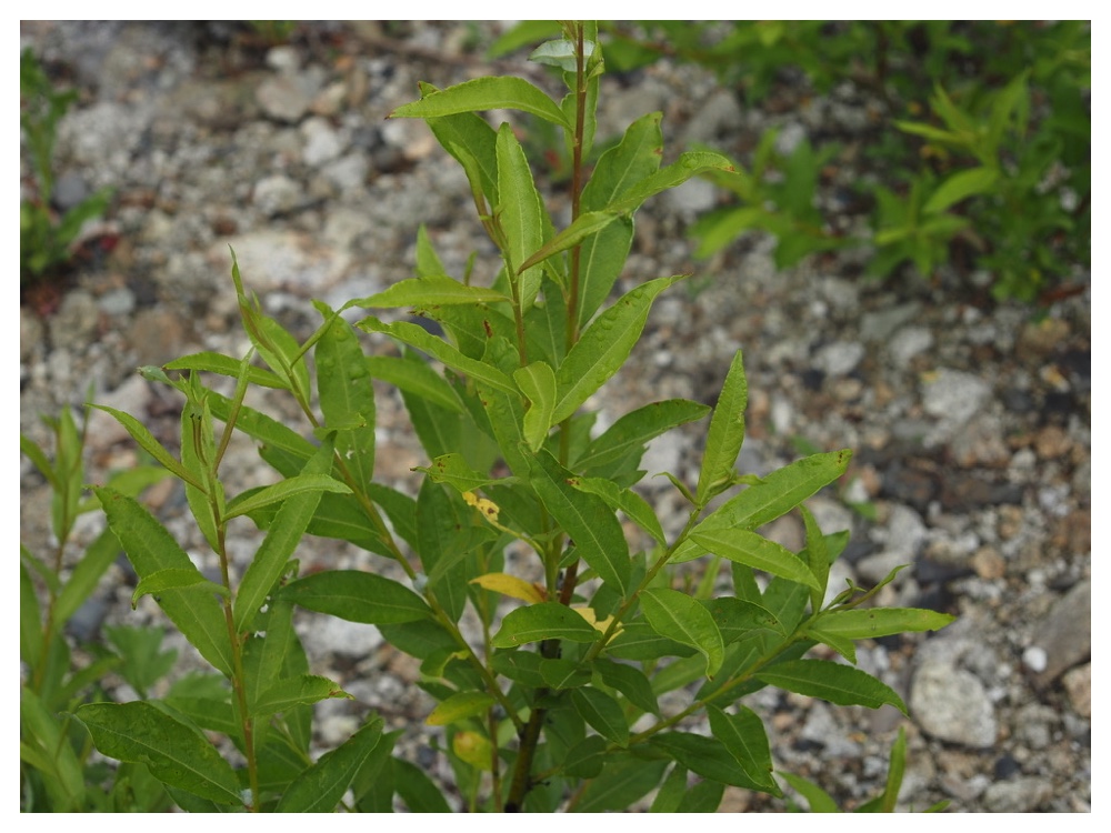 ケショウヤナギ