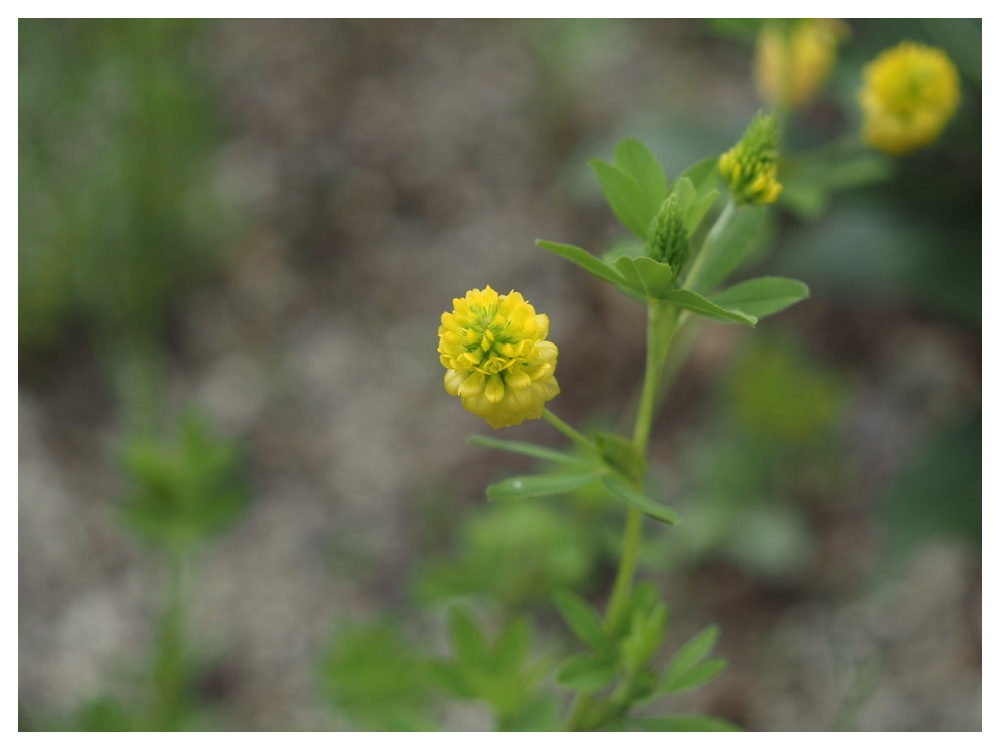 テマリツメクサ