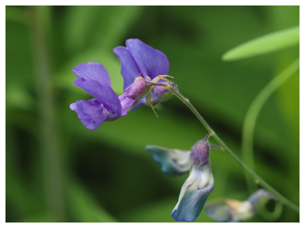 エゾノレンリソウ