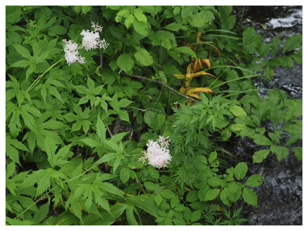 エゾノシモツケソウ