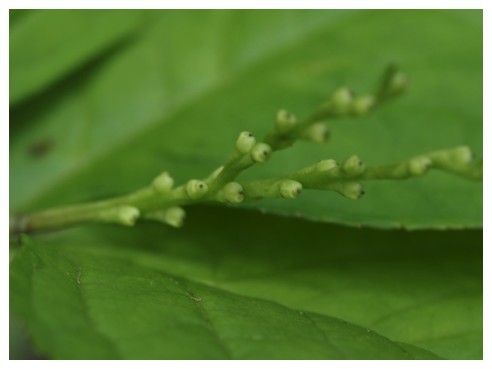 フタリシズカの実