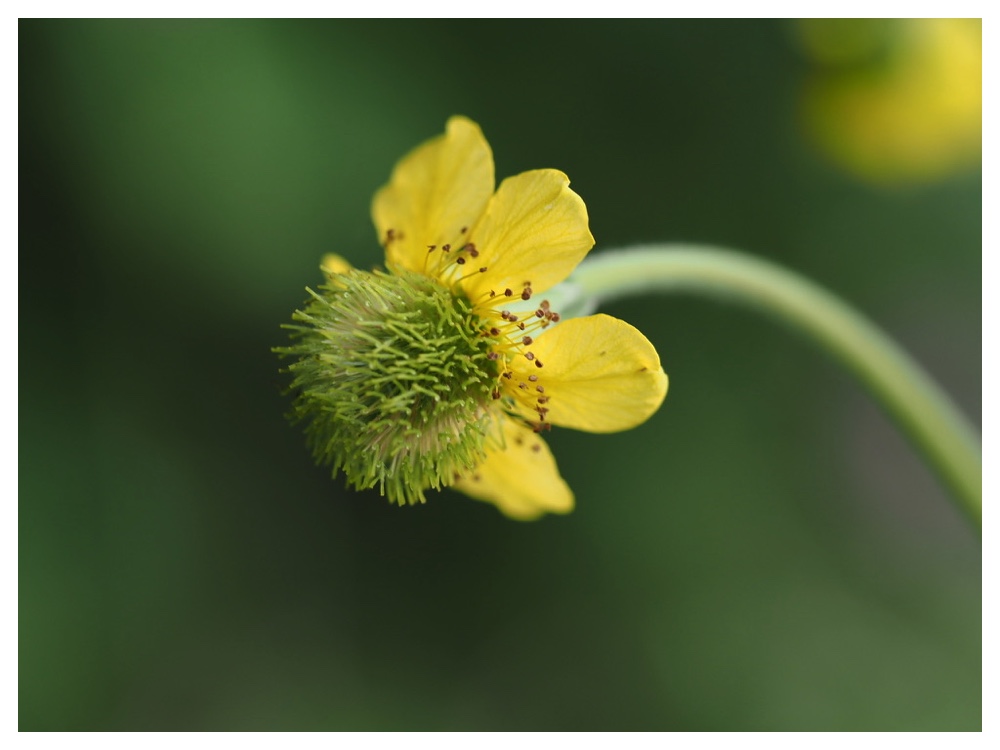 オオダイコンソウ