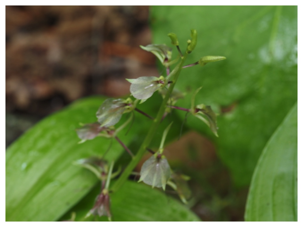 セイタカスズムシソウ