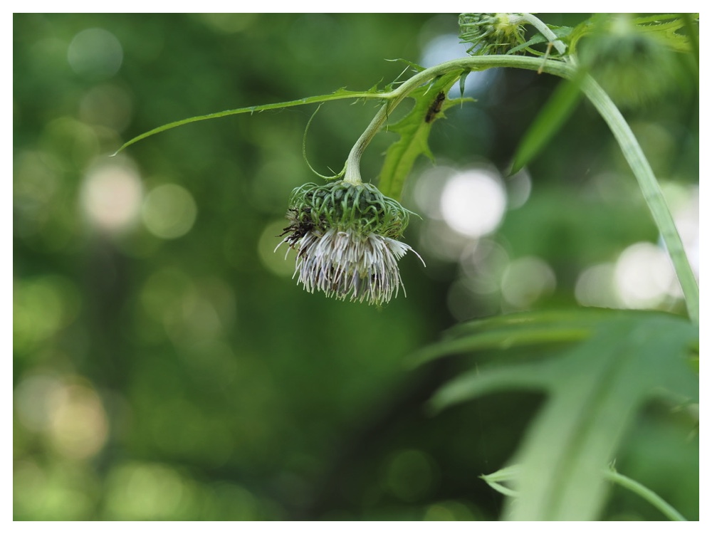 エゾノサワアザミ