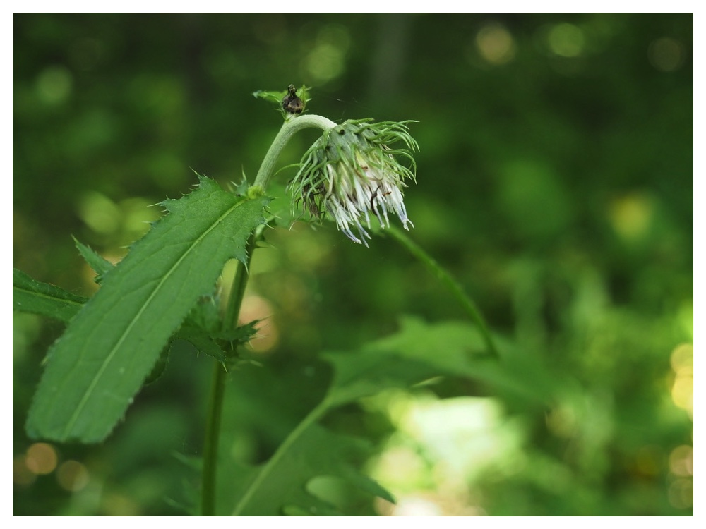 エゾノサワアザミ